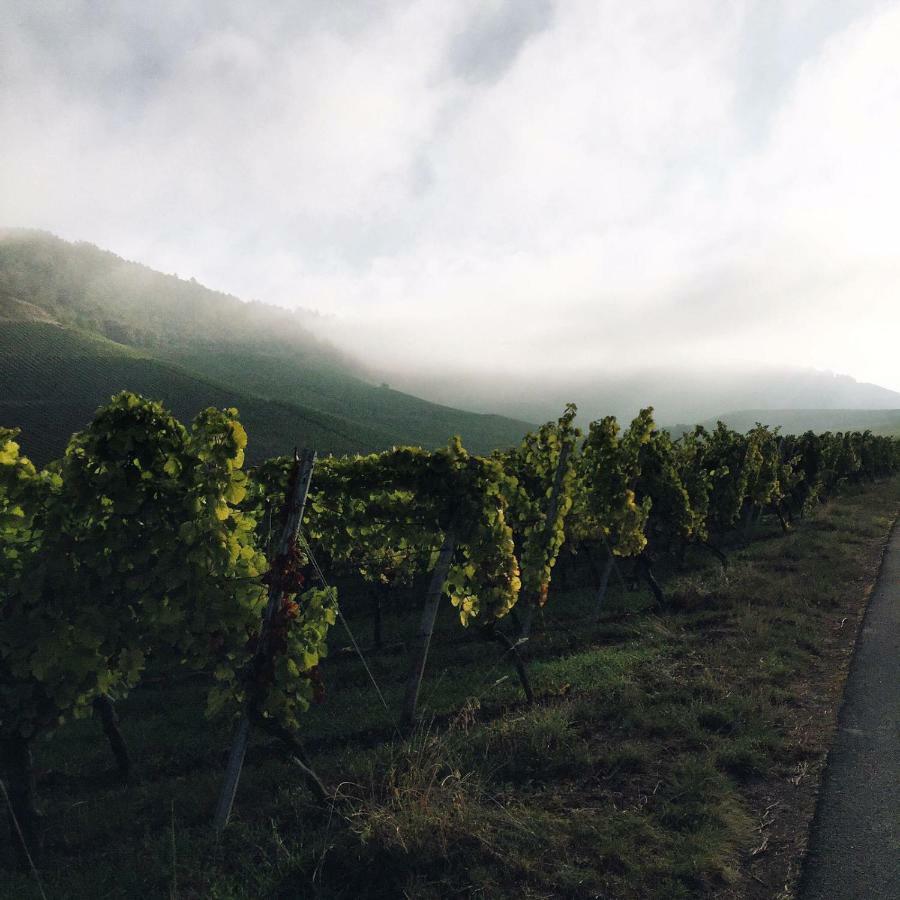 Weingut Gaestehaus Weigand Iphofen Eksteriør bilde