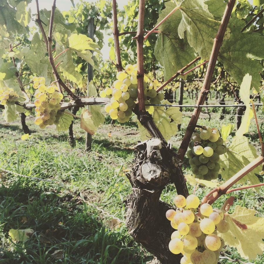 Weingut Gaestehaus Weigand Iphofen Eksteriør bilde